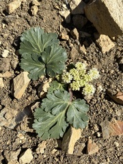 Cymopterus corrugatus