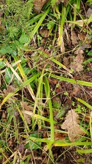 Carex hendersonii