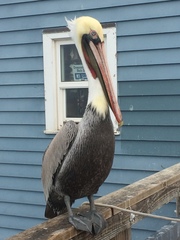 Pelecanus occidentalis