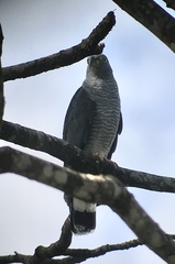 Chondrohierax uncinatus