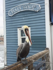 Pelecanus occidentalis