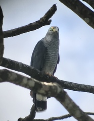 Chondrohierax uncinatus