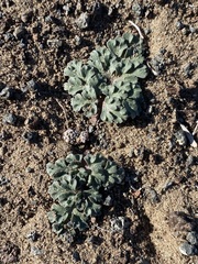 Cymopterus corrugatus