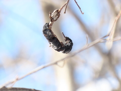 Trichothecium roseum