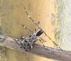 Colobothea macularis