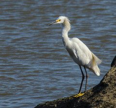 Egretta thula