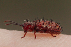 Dicladispa testacea