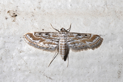 Parapoynx dentizonalis