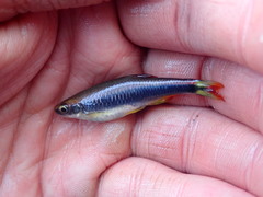 Flagfin Shiner photo 5