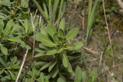 Haplophyllum buxbaumii