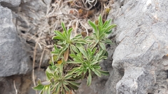 Alyssoides utriculata