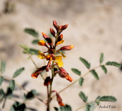 Hoffmannseggia erecta