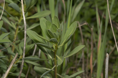 Haplophyllum buxbaumii