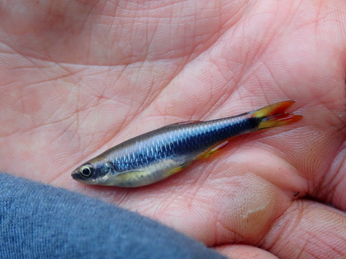 Flagfin shiner (Pteronotropis signipinnis) — Cyprinidae — 3