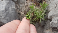 Alyssoides utriculata