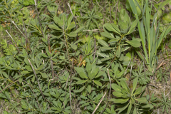 Haplophyllum buxbaumii