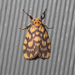 Miltochrista quadrilineata