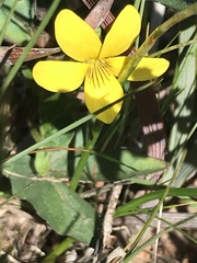 Viola lobata