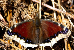 Nymphalis antiopa