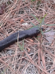 Pituophis melanoleucus lodingi