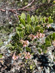 Arctostaphylos montana