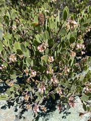 Arctostaphylos montana