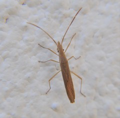 Protenor tropicalis