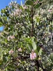Arctostaphylos montana