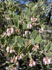 Arctostaphylos montana
