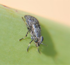 Stictomyia longicornis