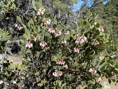 Arctostaphylos montana