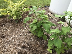 Tithonia rotundifolia