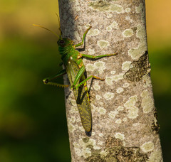Tropidacris collaris