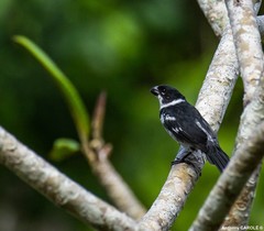 Sporophila americana