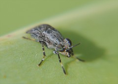 Stictomyia longicornis