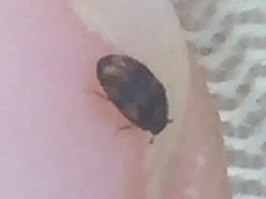 Bostrichoidea
