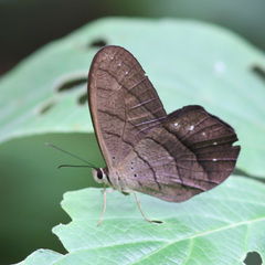 Pierella lamia chalybaea