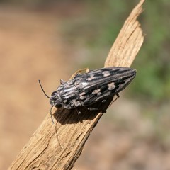 Chalcophora virginiensis