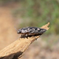 Chalcophora virginiensis