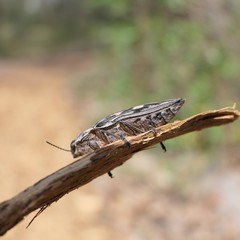 Chalcophora virginiensis