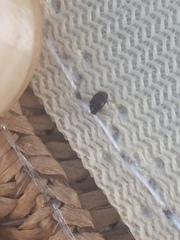 Bostrichoidea