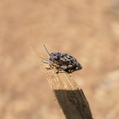 Chalcophora virginiensis