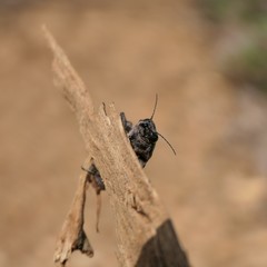 Chalcophora virginiensis