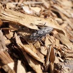 Chalcophora virginiensis