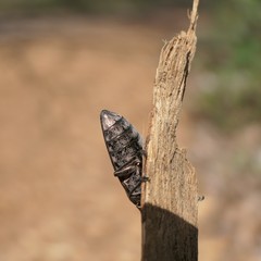 Chalcophora virginiensis