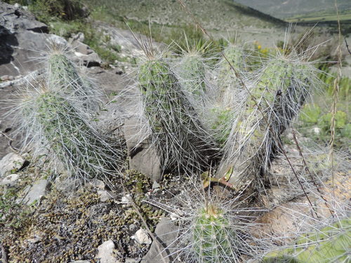 Echinocereus parkeri