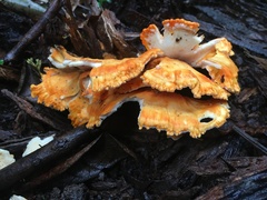 Laetiporus versisporus