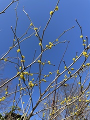 Cornus officinalis