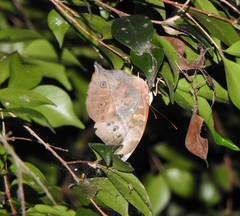 Doleschallia bisaltide australis