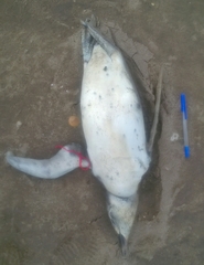 Spheniscus magellanicus